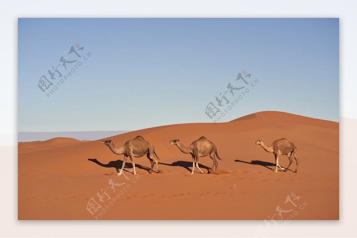 沙漠骆驼写真