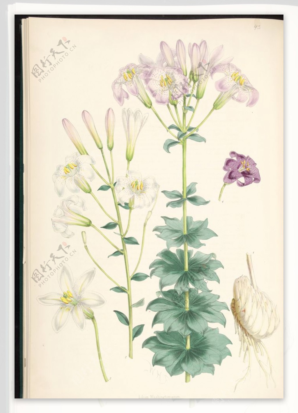 欧式美式草药花卉植物手绘插画