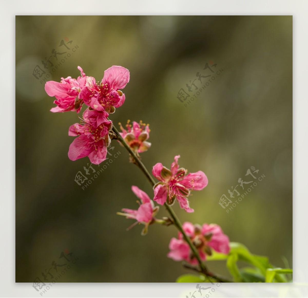 一枝桃花