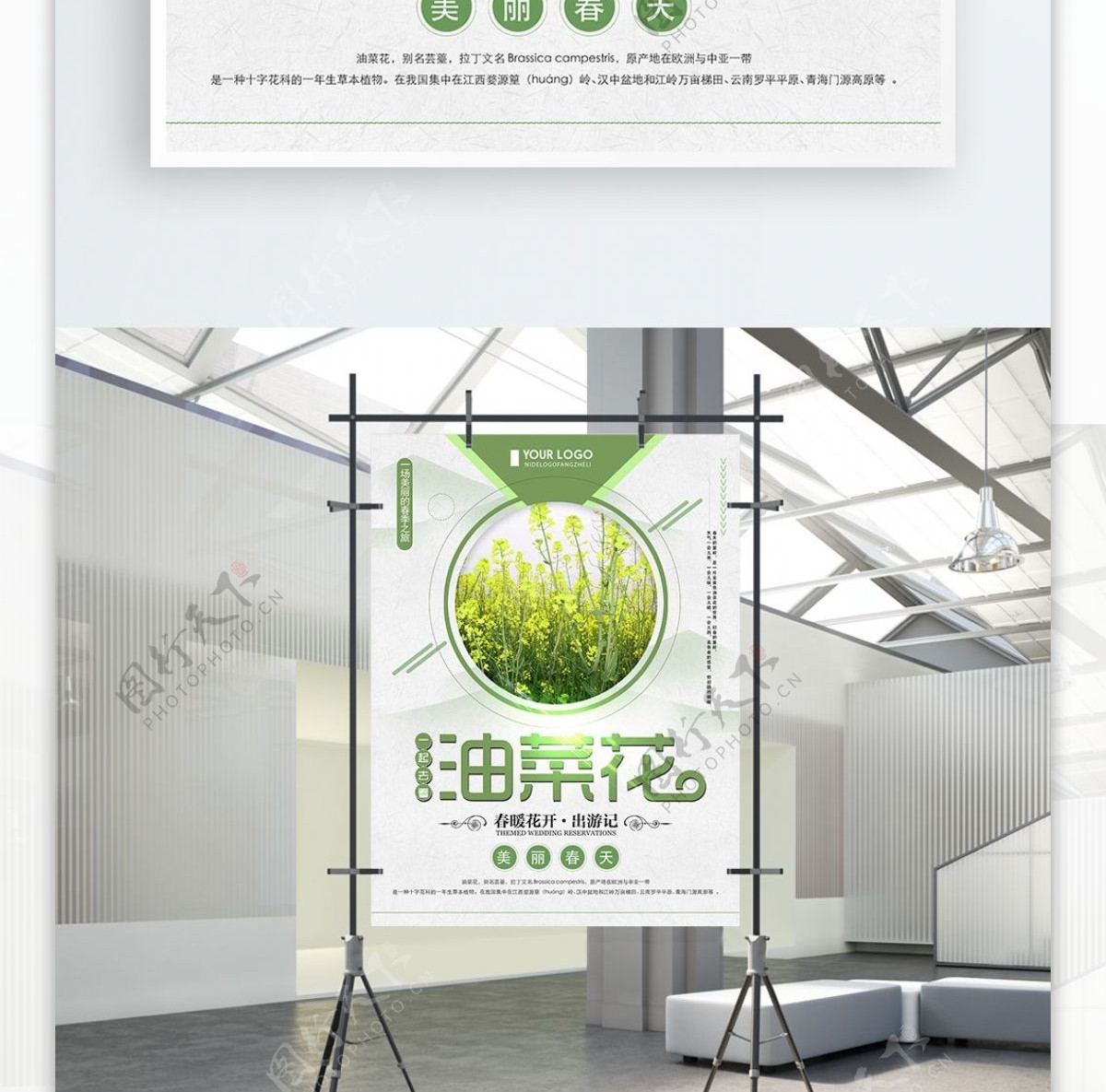 绿色清新简约一起去看油菜花旅游海报
