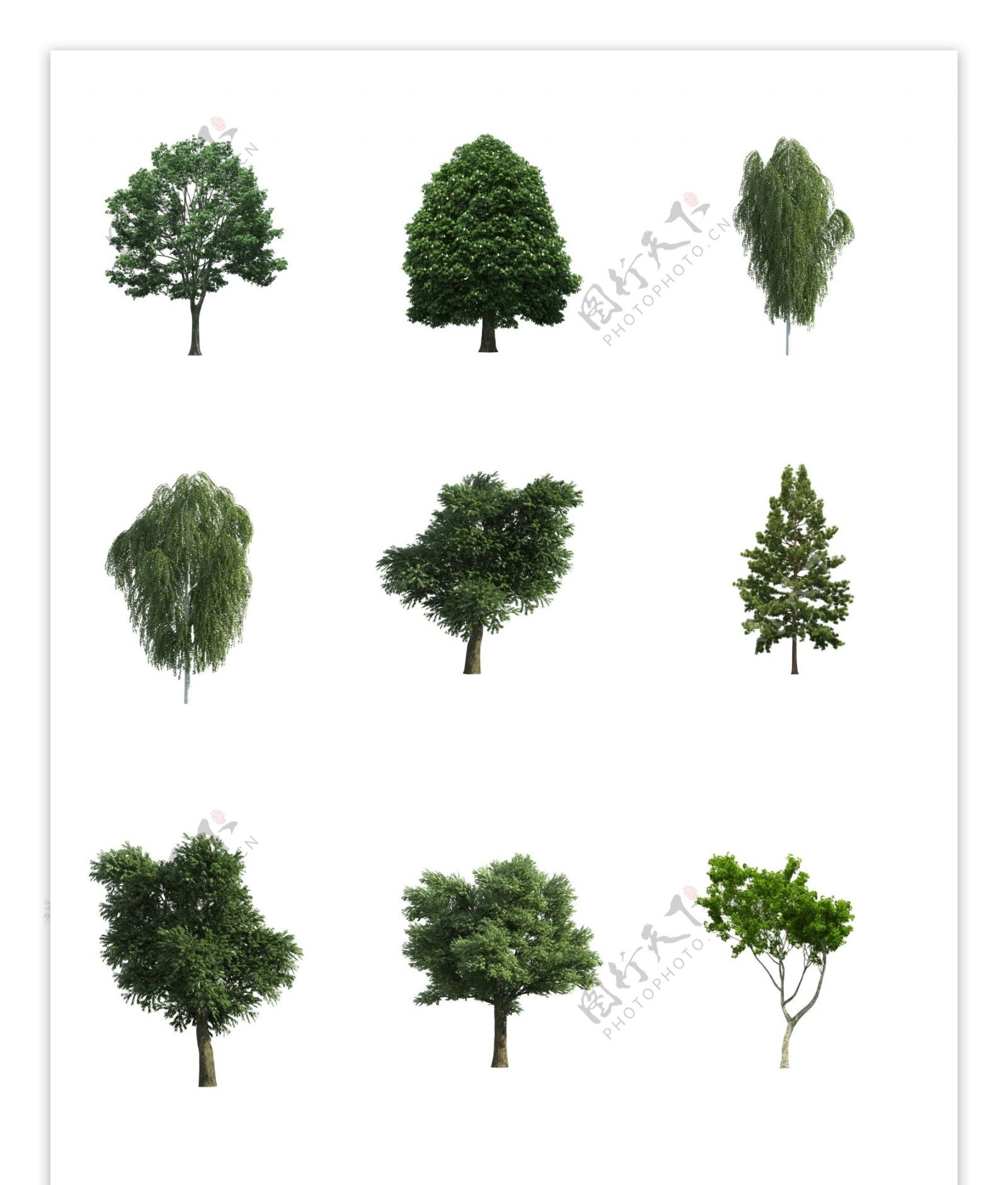 绿化树