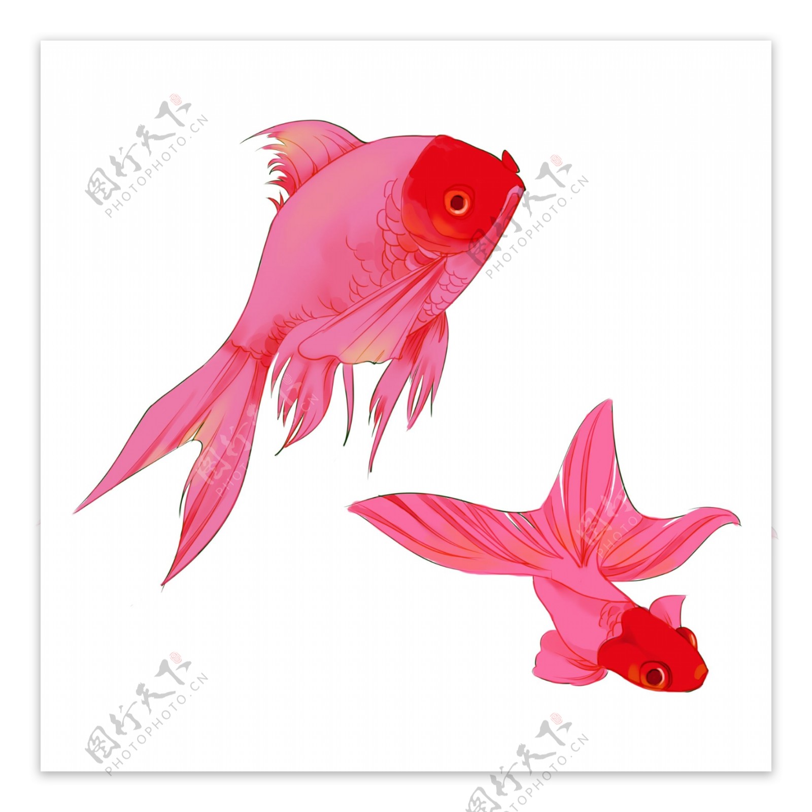 手绘金鱼动物卡通透明素材