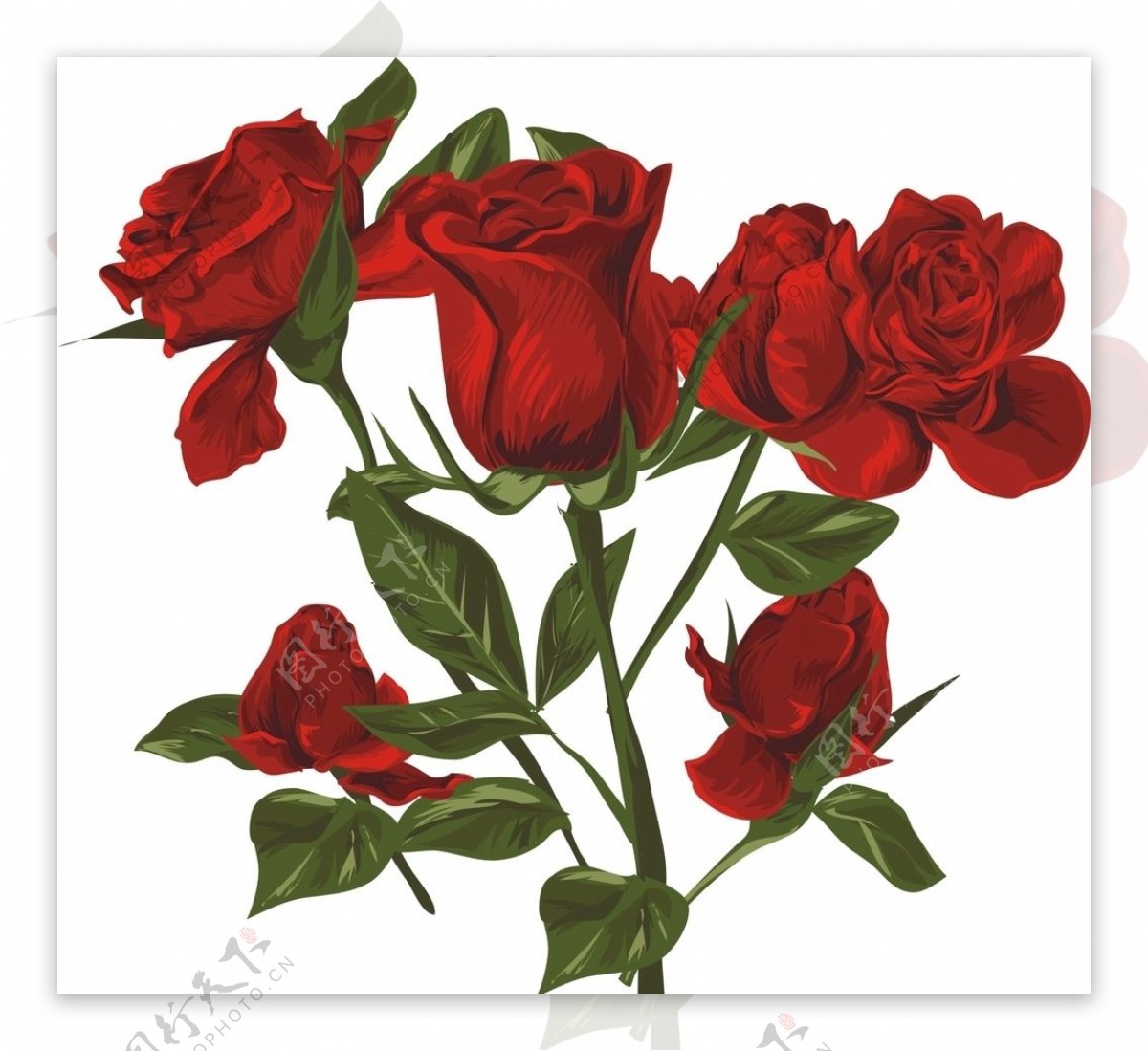 红玫瑰设计素材