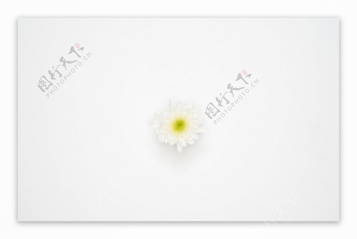 一朵白色的雏菊