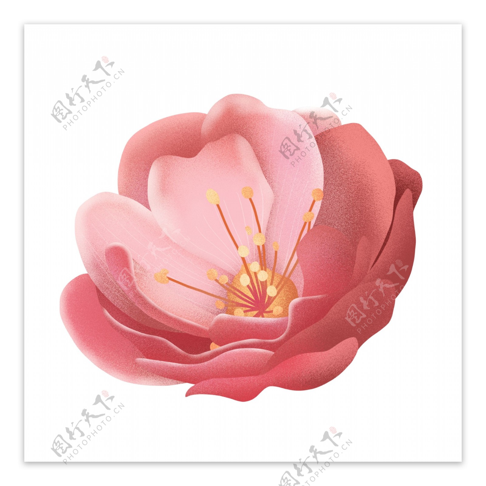 手绘一朵粉色的樱花插画设计