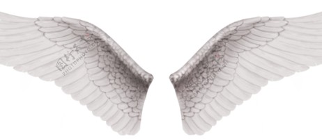翅膀免抠羽毛透明素材