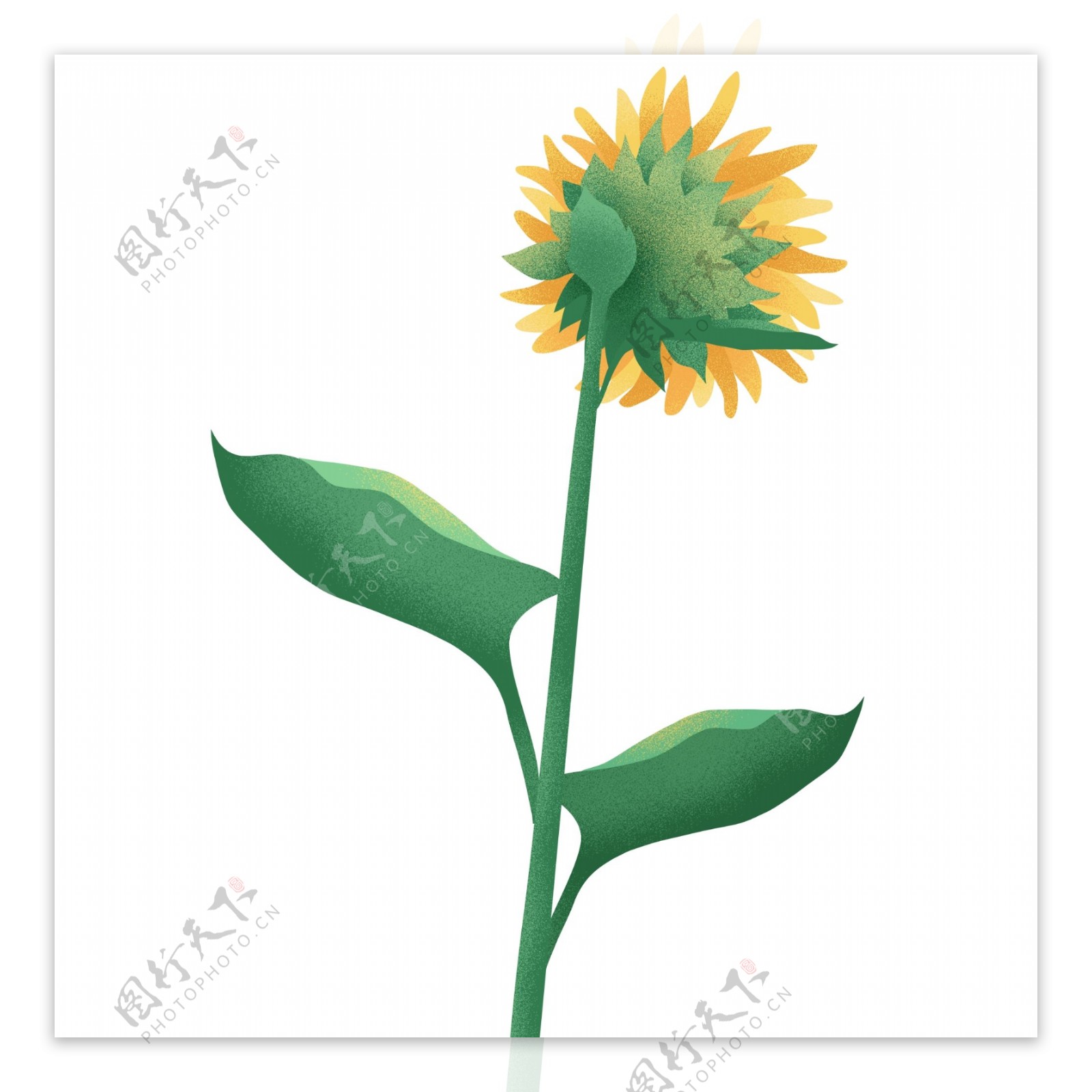 手绘创意一枝向日葵设计