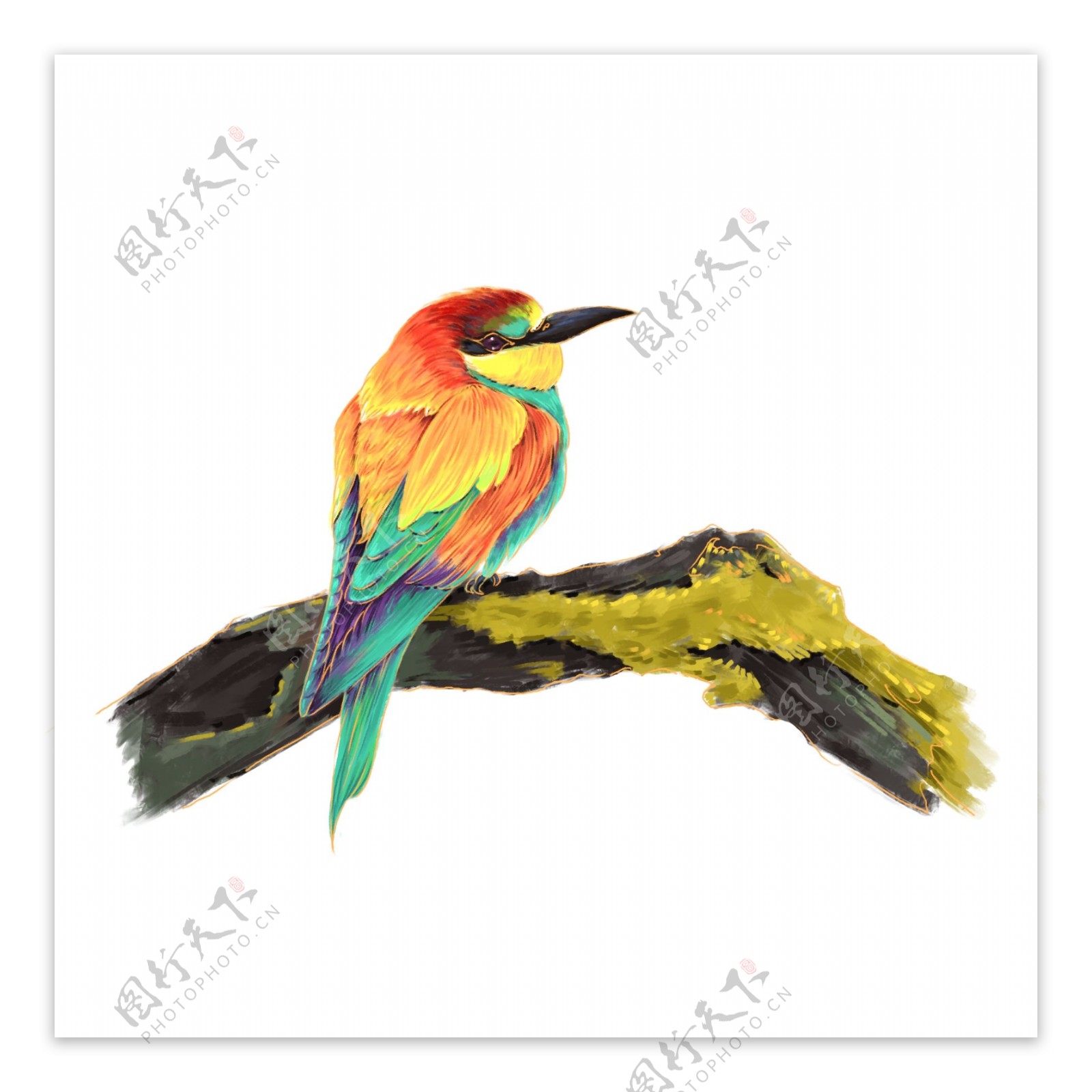 手绘国际爱鸟日之彩色小鸟元素