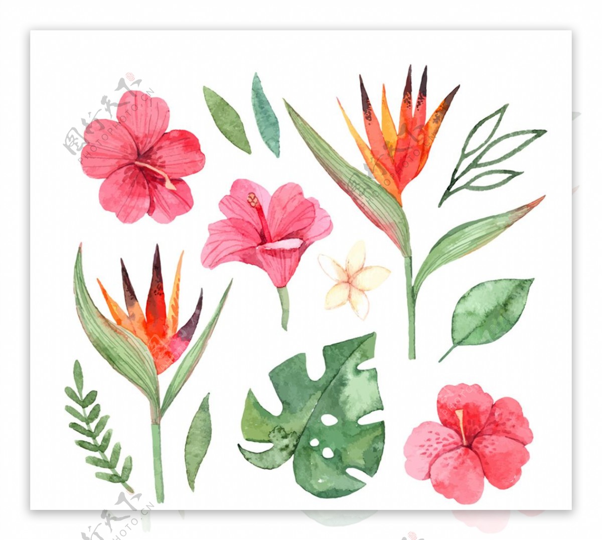 彩绘热带花卉和叶子