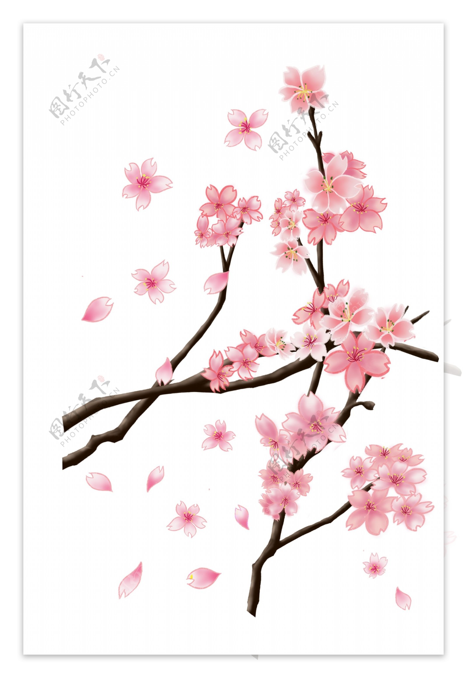 春天春季树木樱花插画