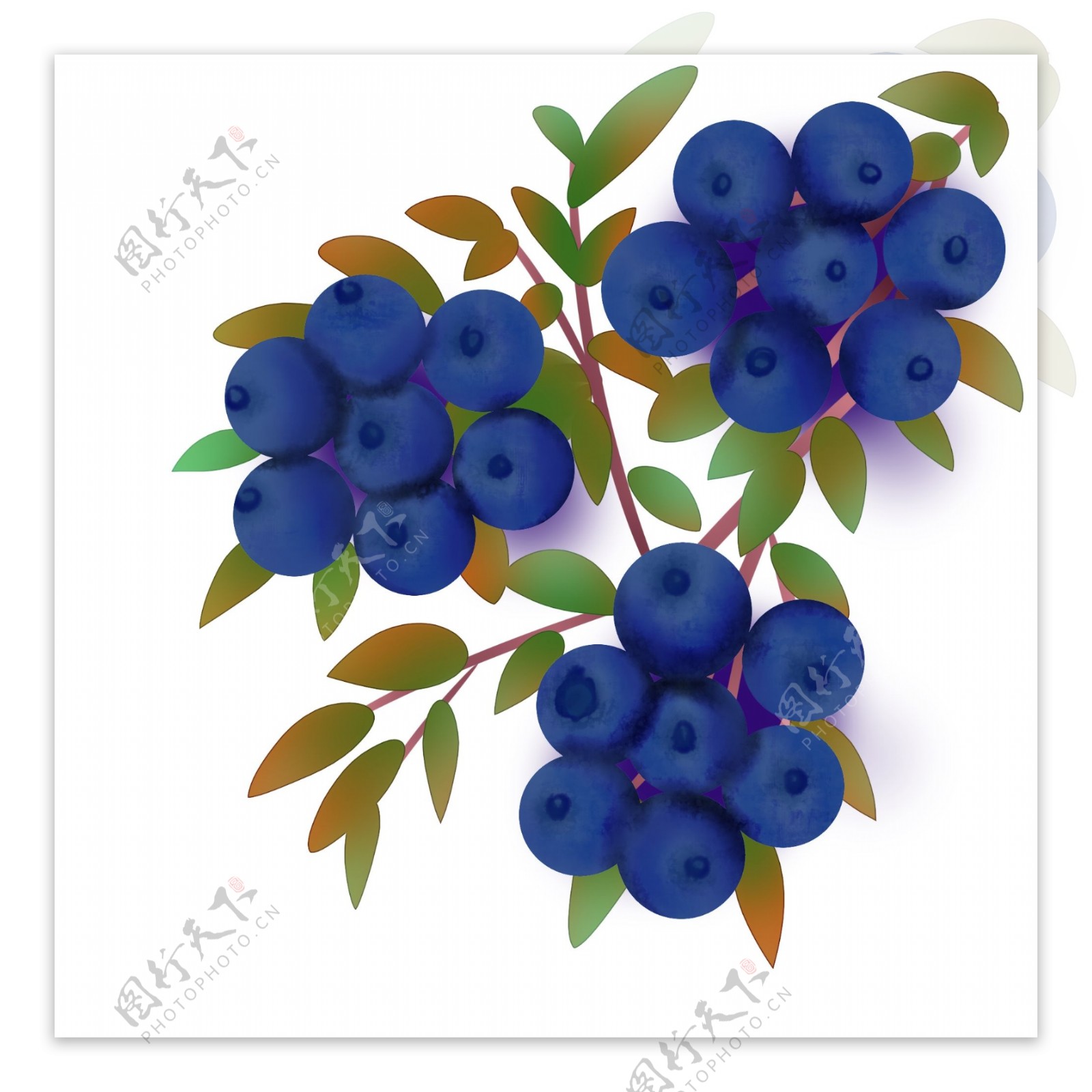 水果手绘蓝莓浆果丛