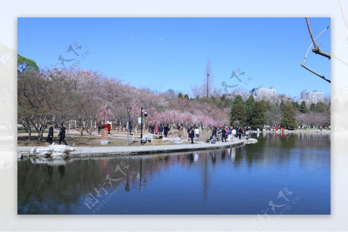 玉渊潭风景