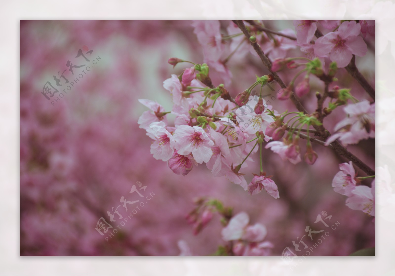 春天的粉嫩樱花树