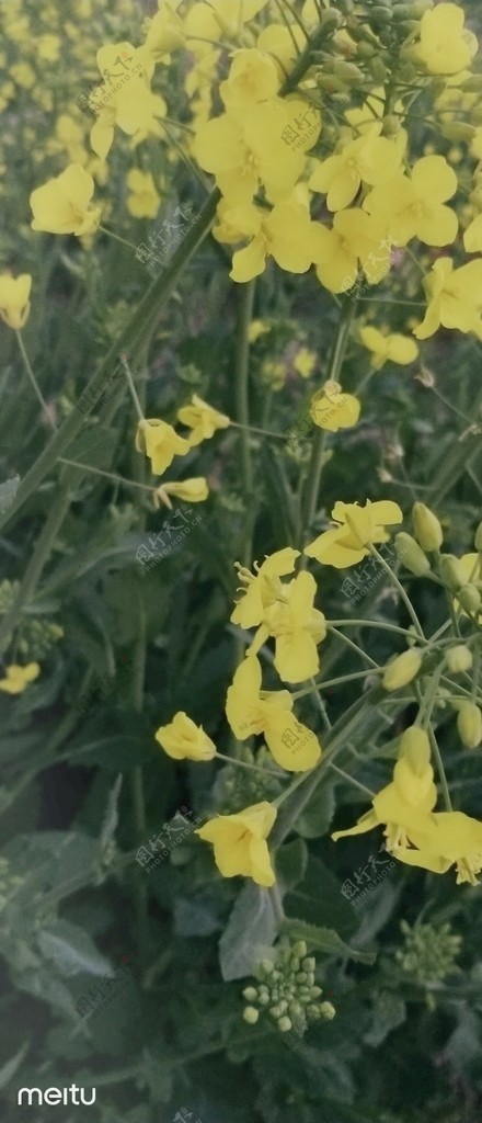 油菜花