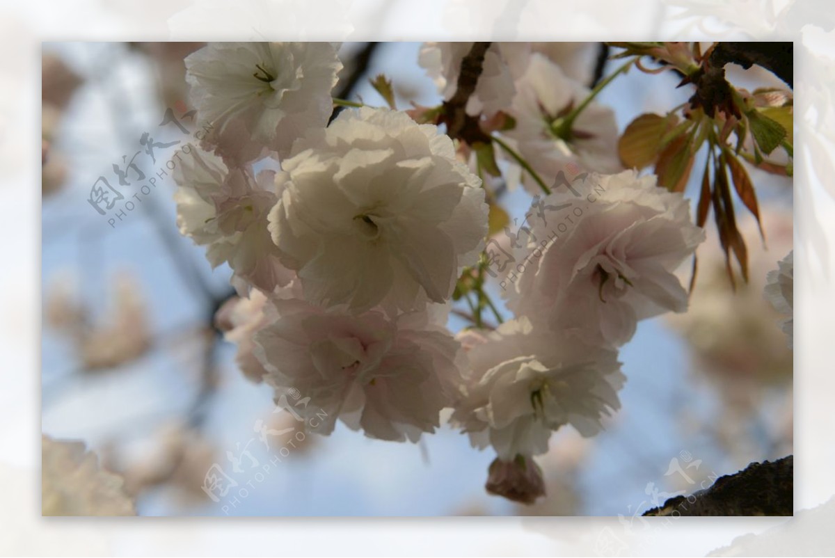 关山樱花