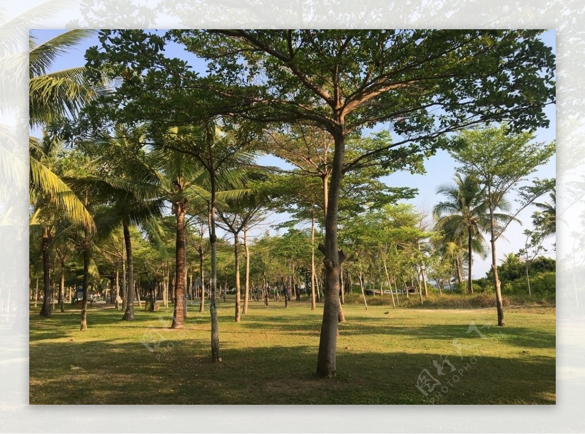 树木椰树热带公园