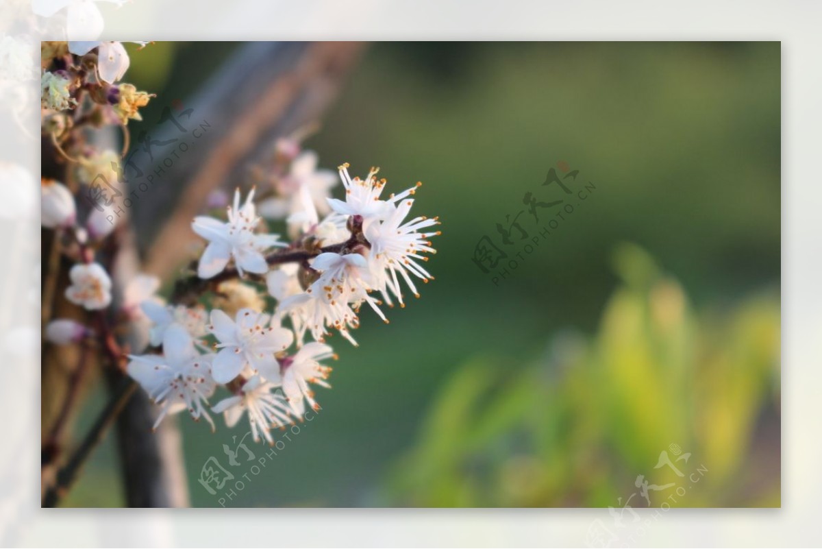 香花