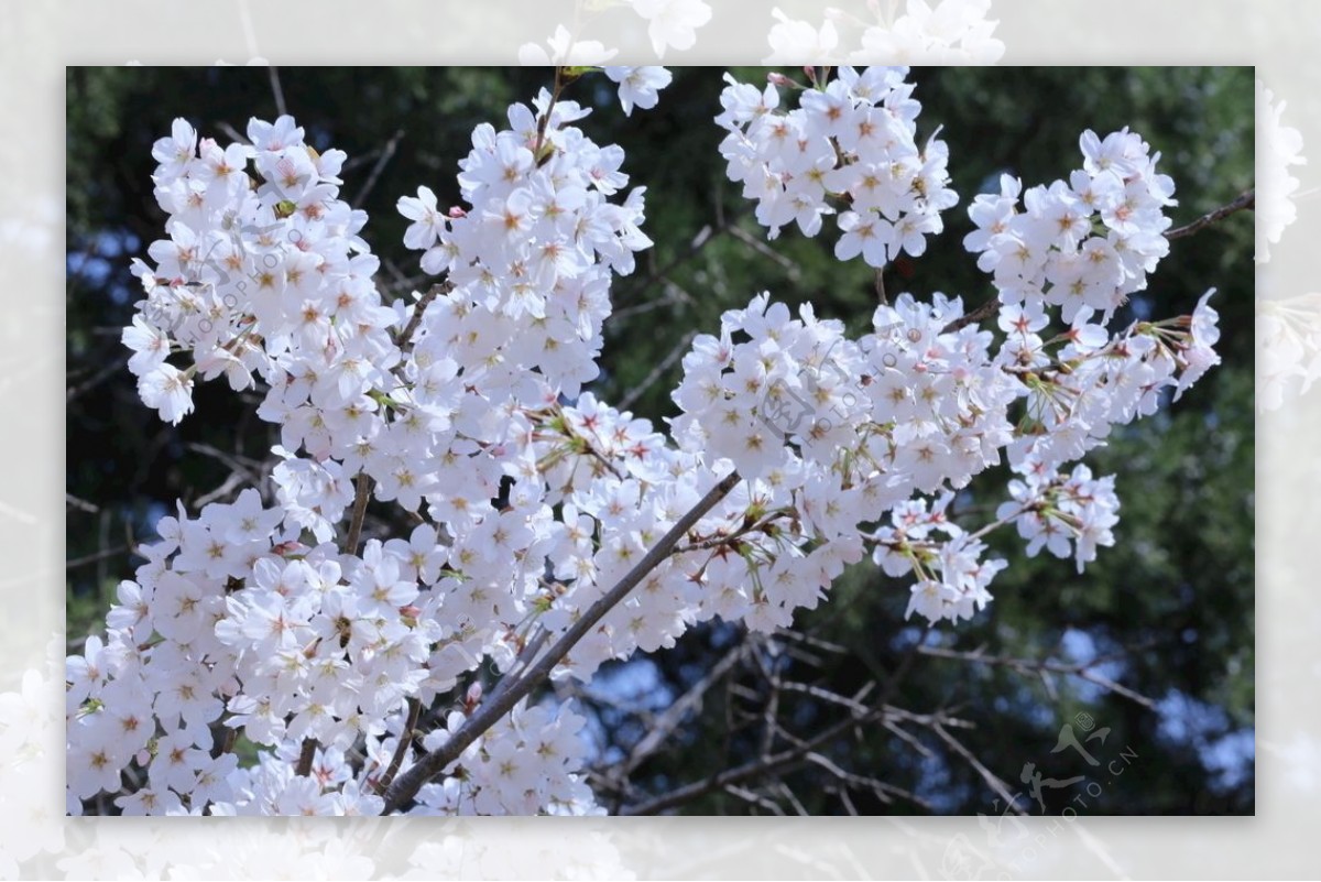 东京樱花攻略之上野公园---最有人气的赏樱圣地（人多慎入。。）