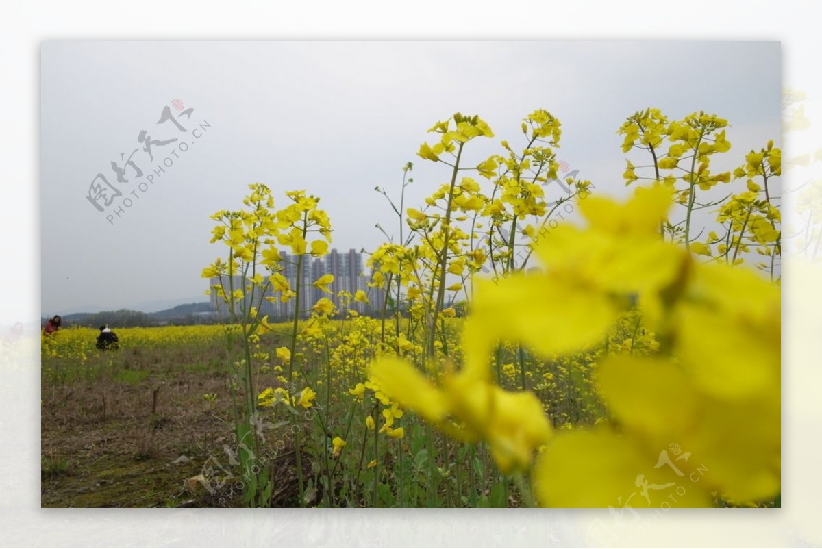 油菜花田