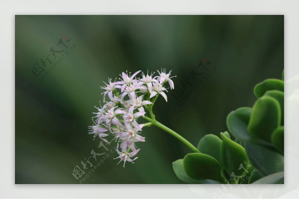 燕子掌花