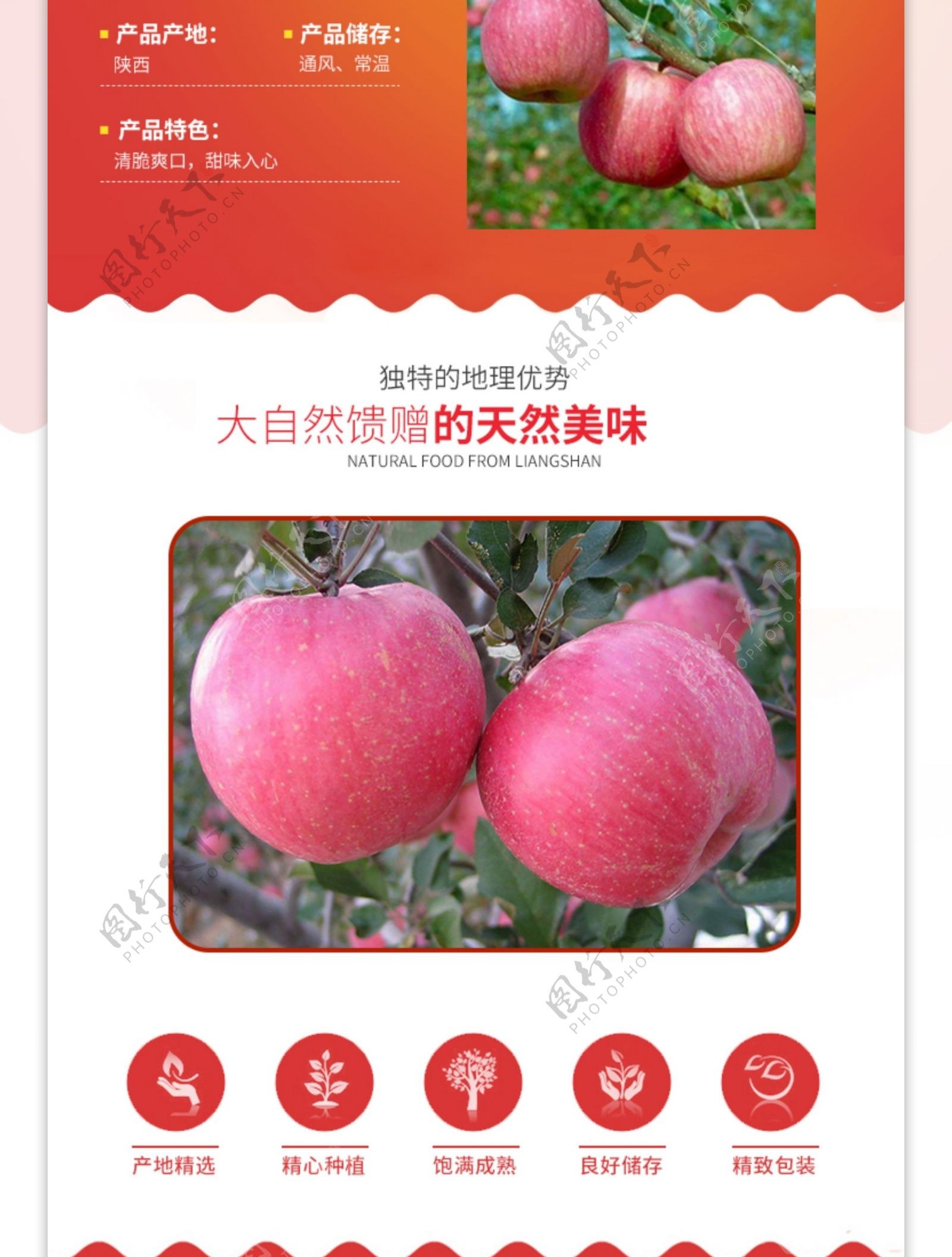 红富士苹果详情描述PSD模板