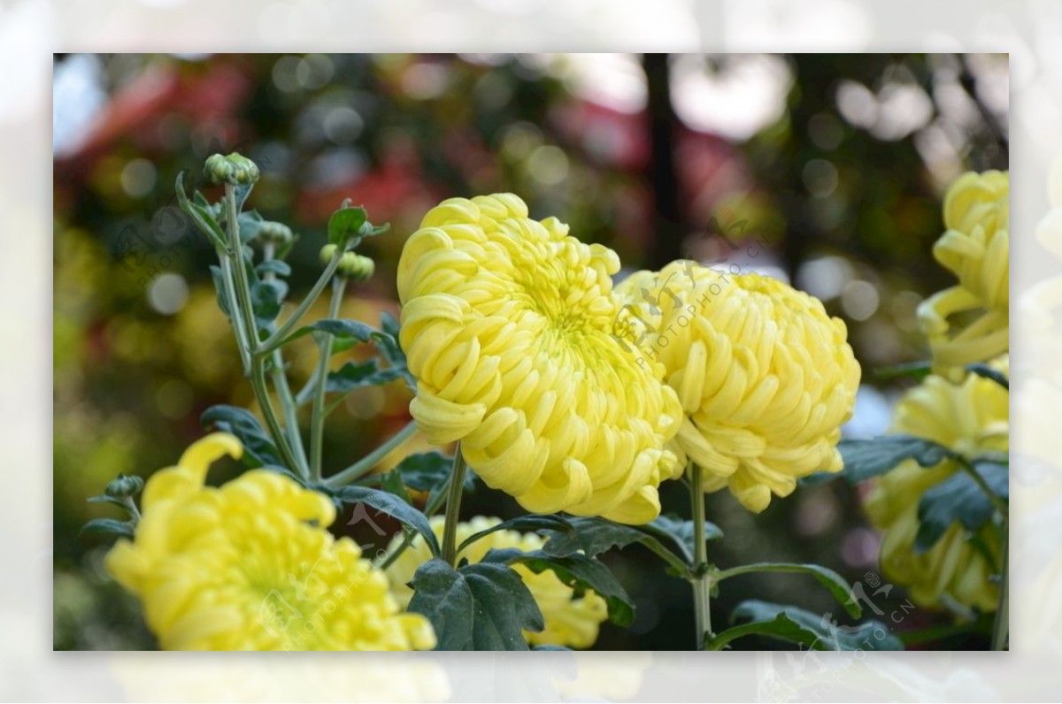 菊花自然风光花草鲜花