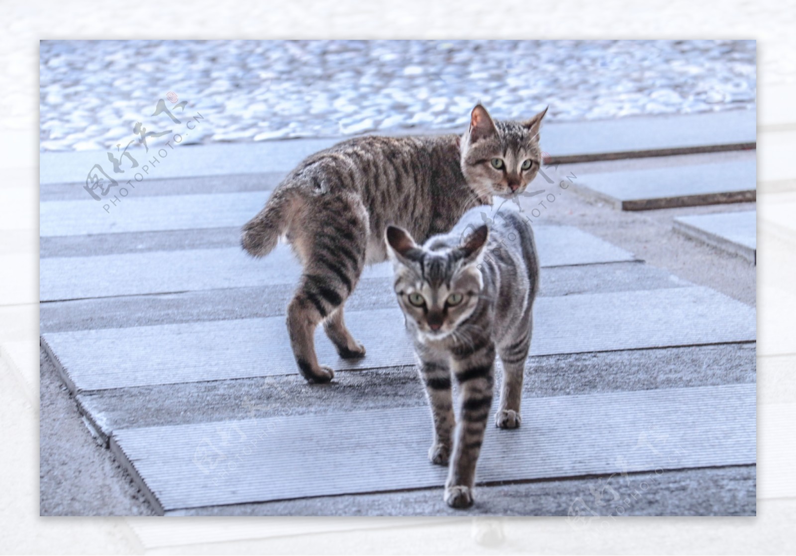 可爱两只小猫走路摄影图