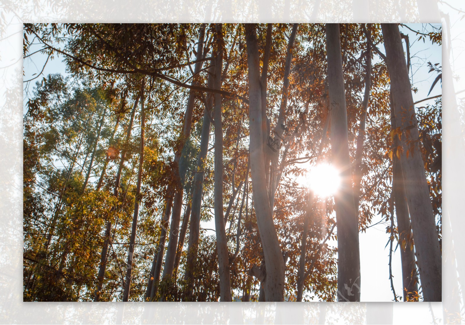 唯美的阳光下的树林商用背景图