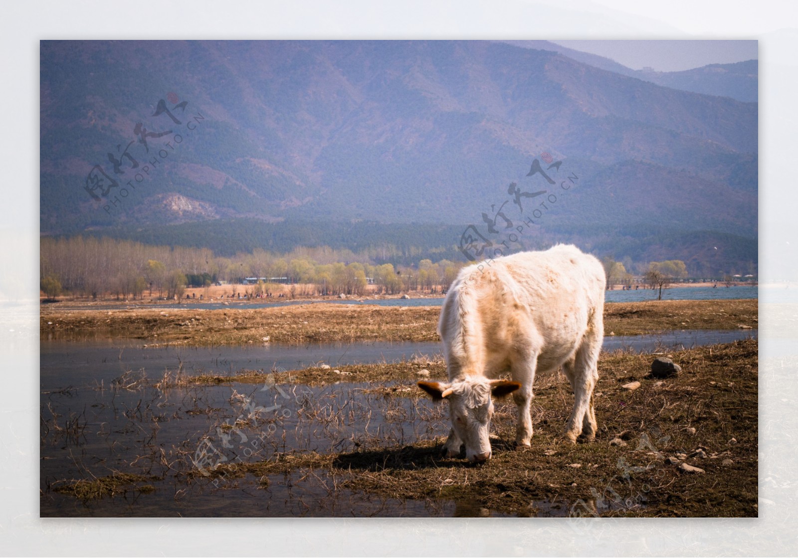 农家河边的小白牛风景