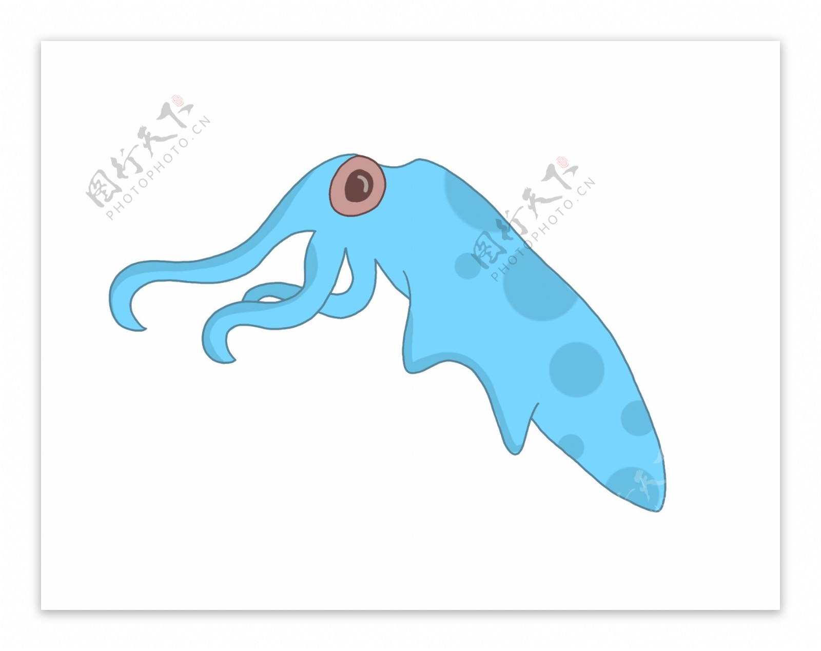 蓝色海洋生物鱿鱼