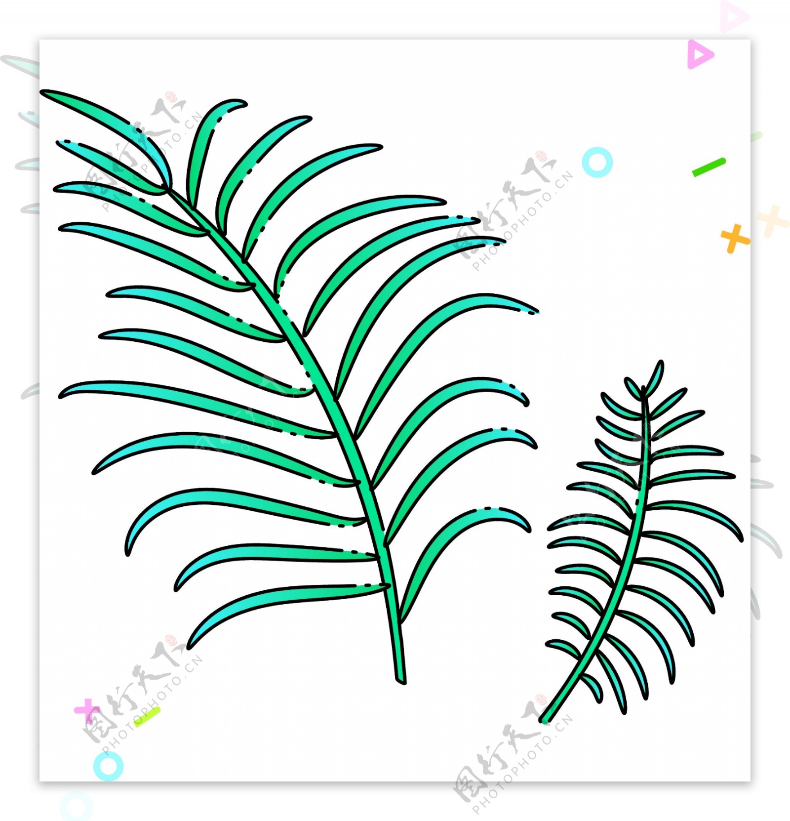 绿色枝条热带植物