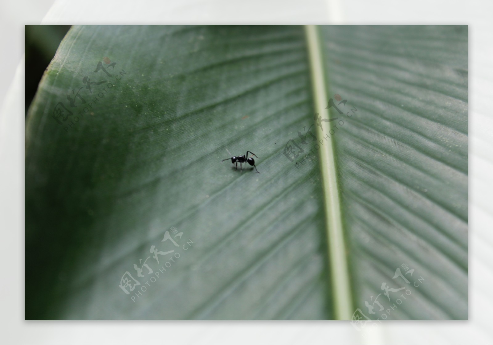 芭蕉叶上的一只正在觅食的蚂蚁特写