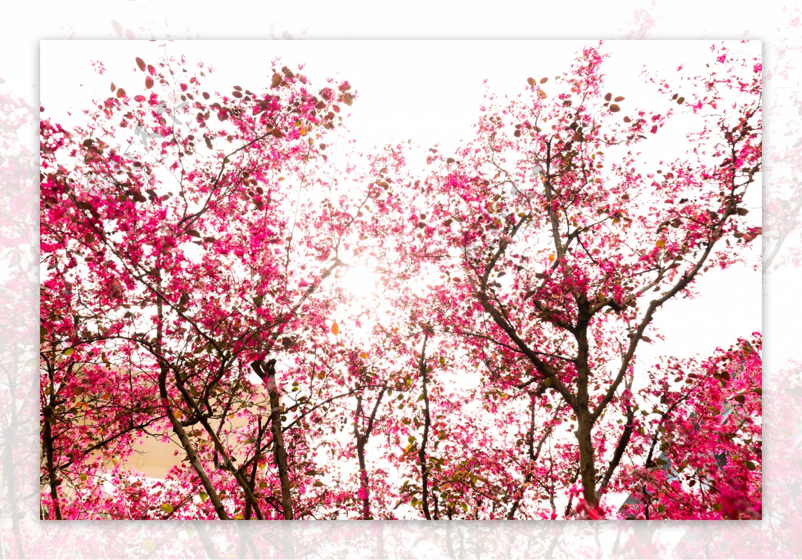 桃花树风景风光免费下载桃花树