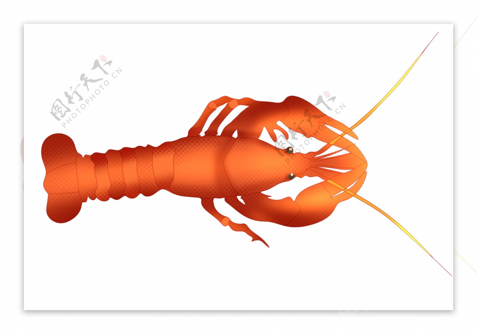 橘色龙虾动物插画