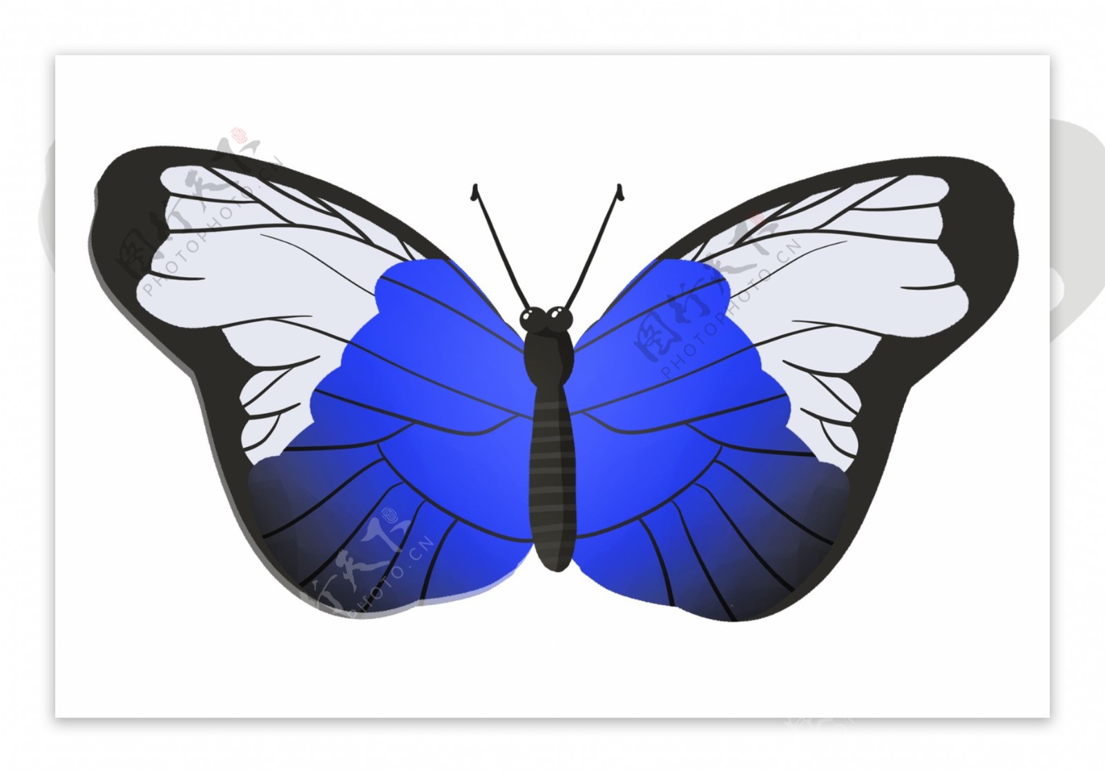 漂亮的昆虫蝴蝶插画