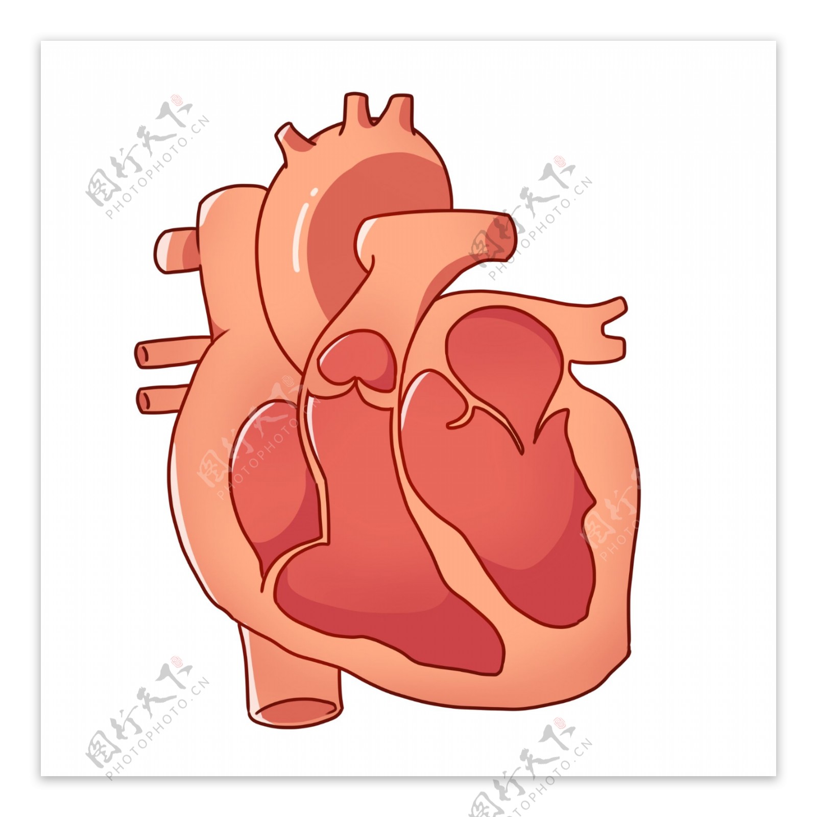卡通人体心脏插图