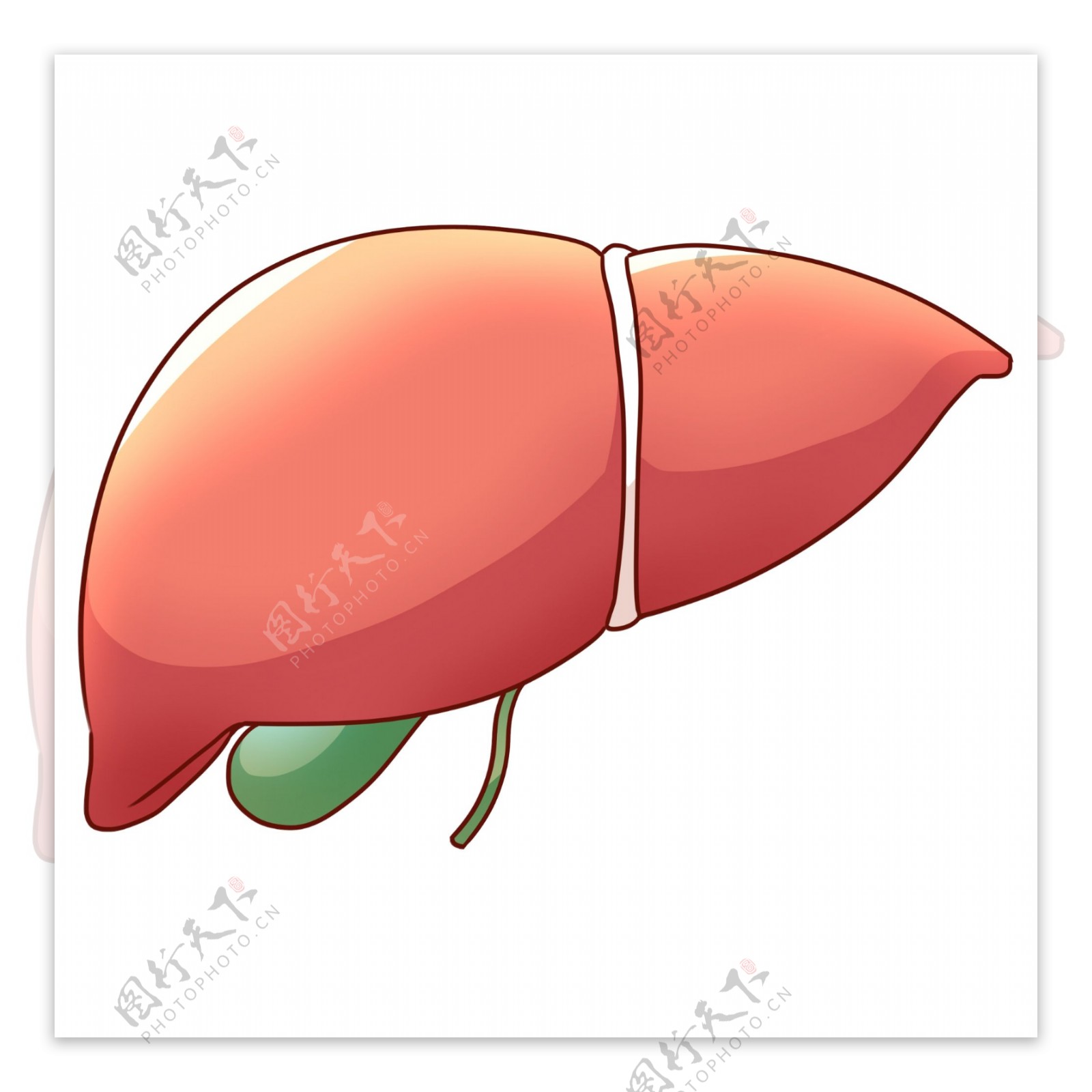 卡通立体肝脏插图