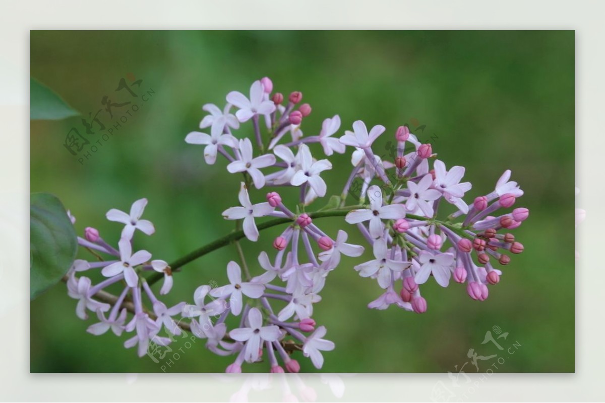 丁香花