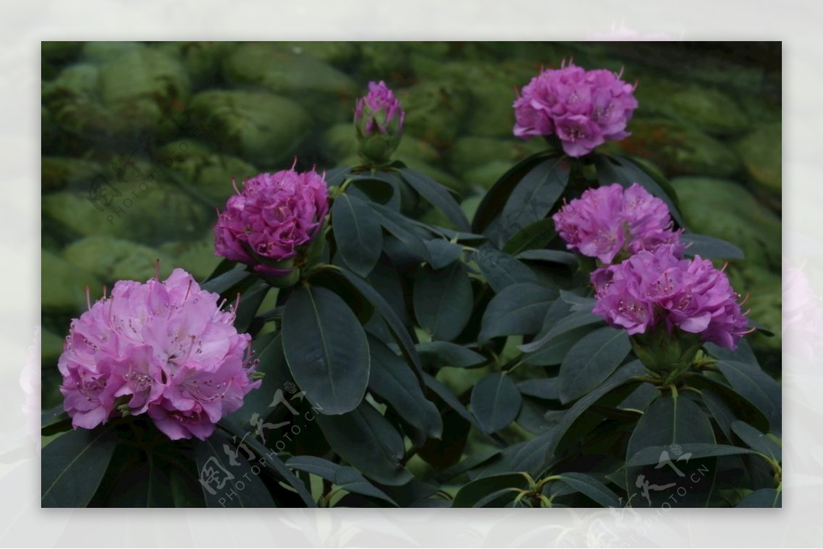 高山杜鹃花