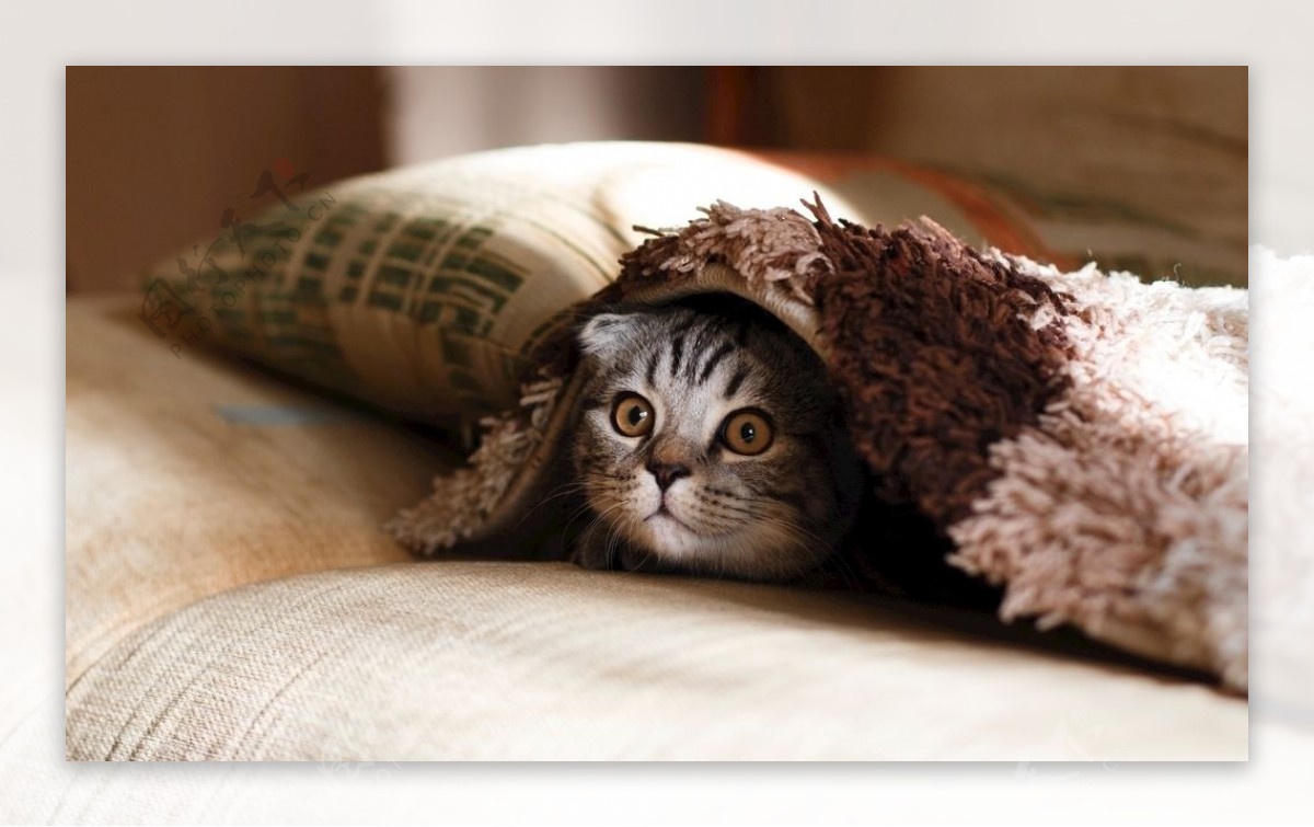 棕色苏格兰褶皱棕色厚毛毯的小猫