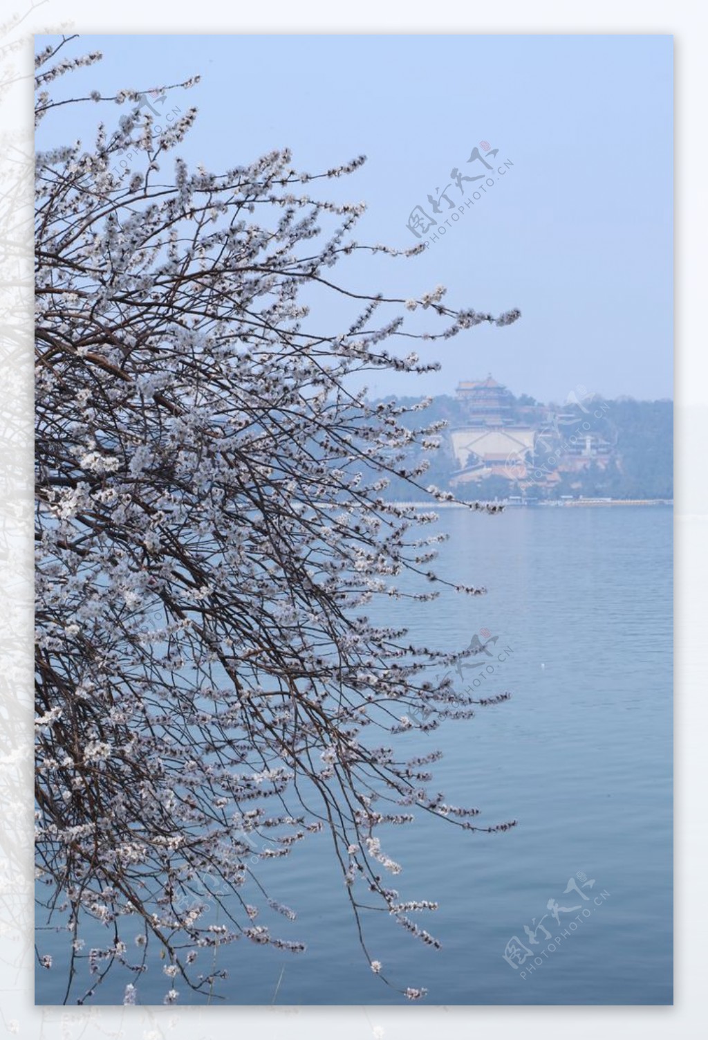 颐和园山桃花