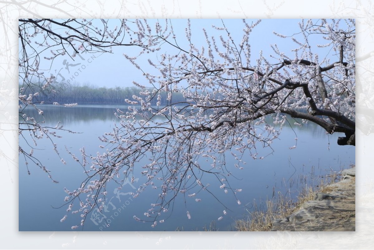 颐和园山桃花