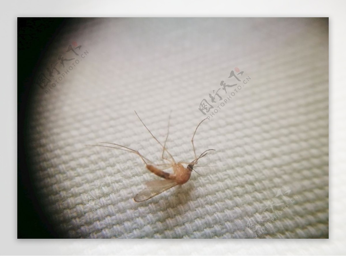 微焦摄影昆虫蚊子