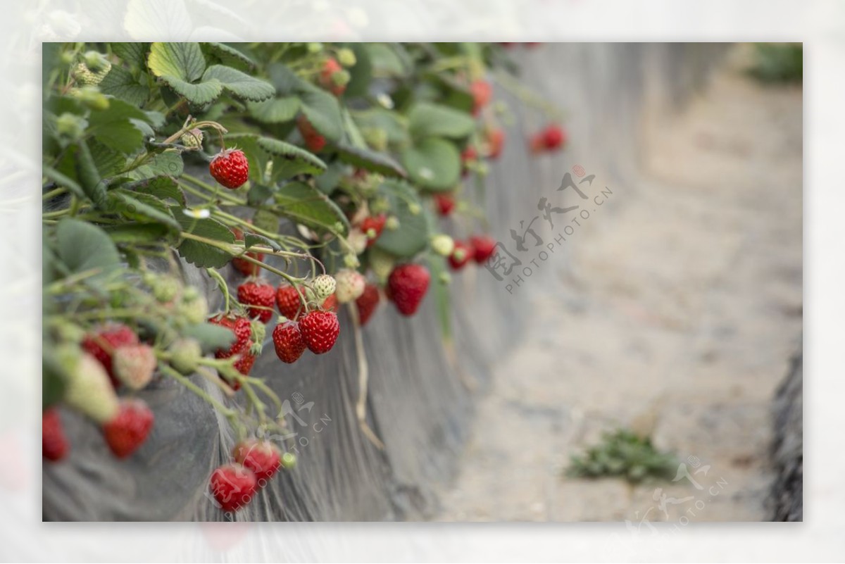 草莓园图片大全-草莓园高清图片下载-觅知网