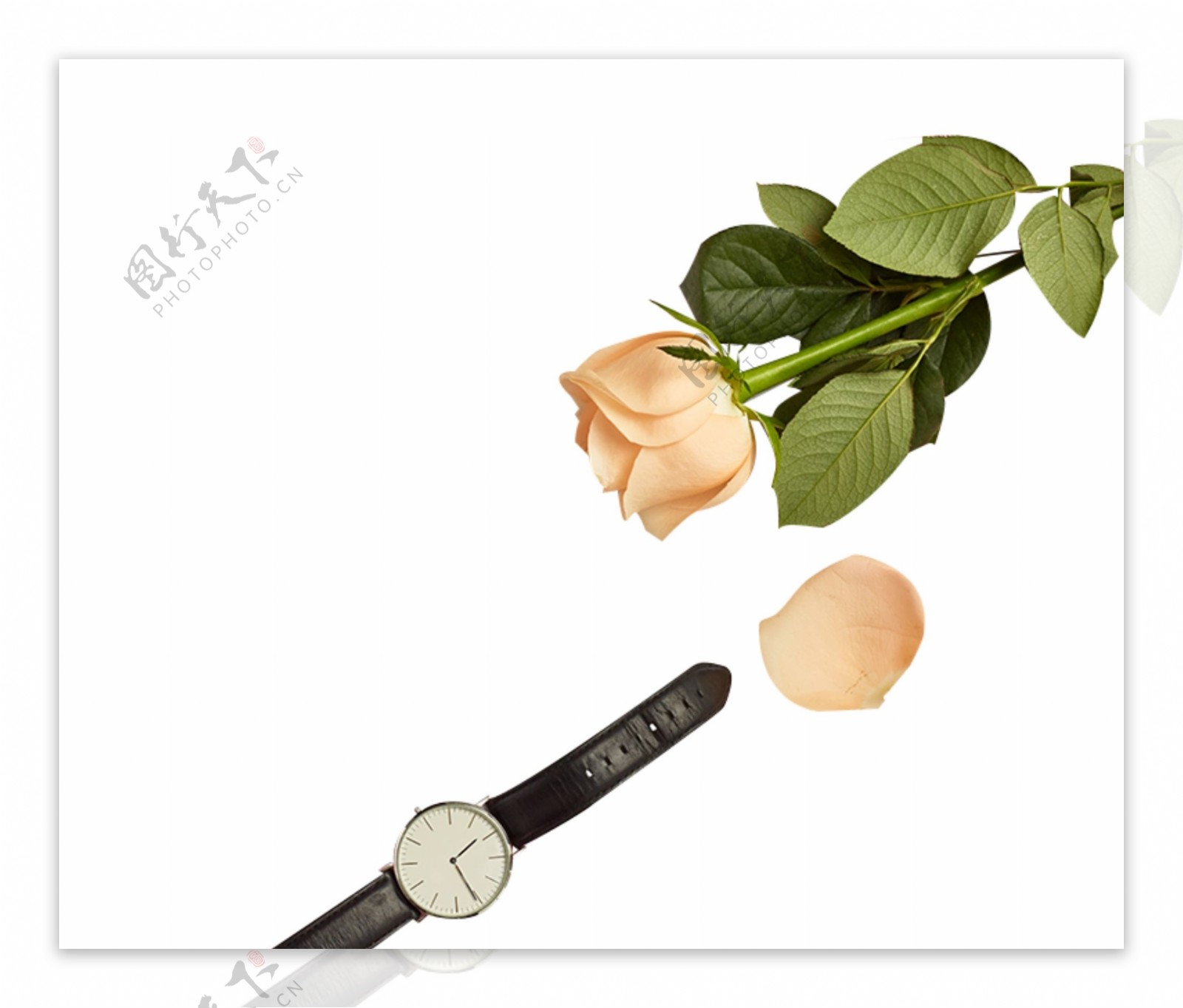 玫瑰花和手表