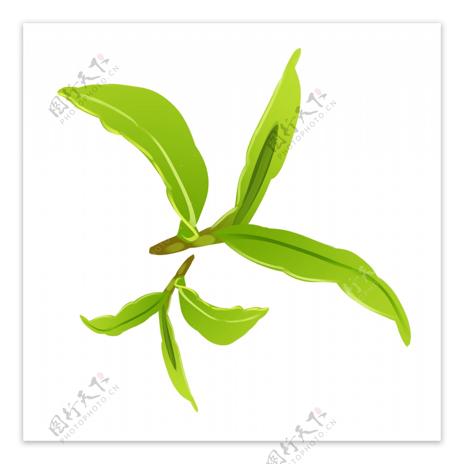 绿叶茶文化嫩芽