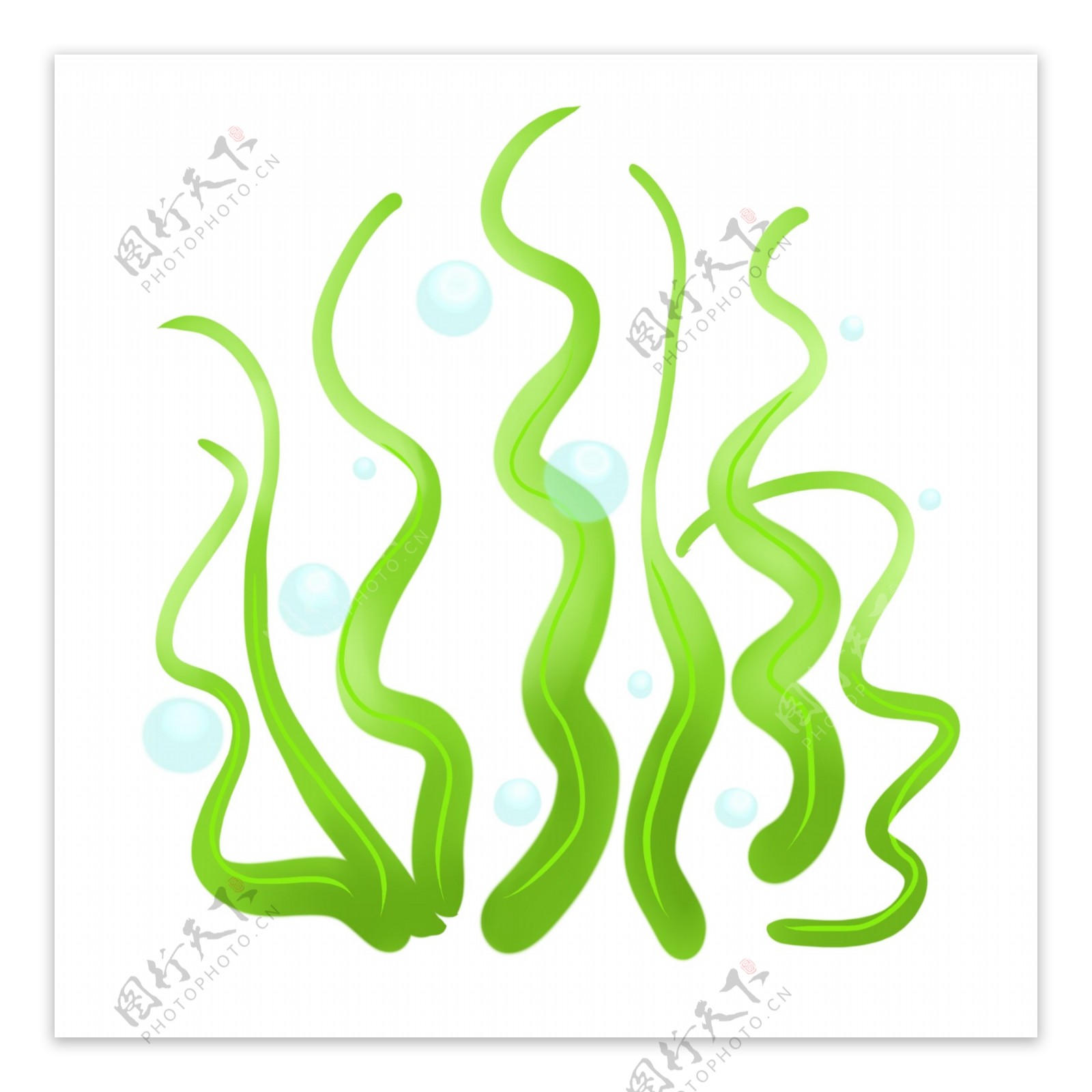 绿色海藻植物