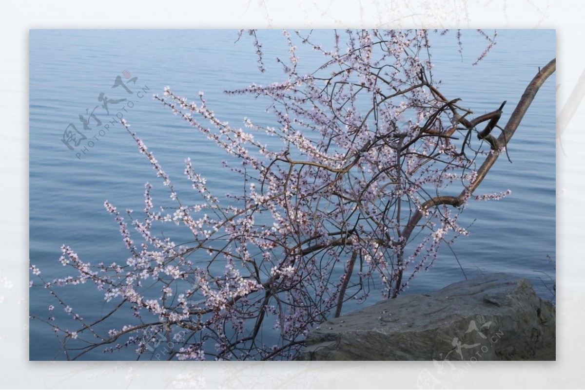 颐和园山桃花