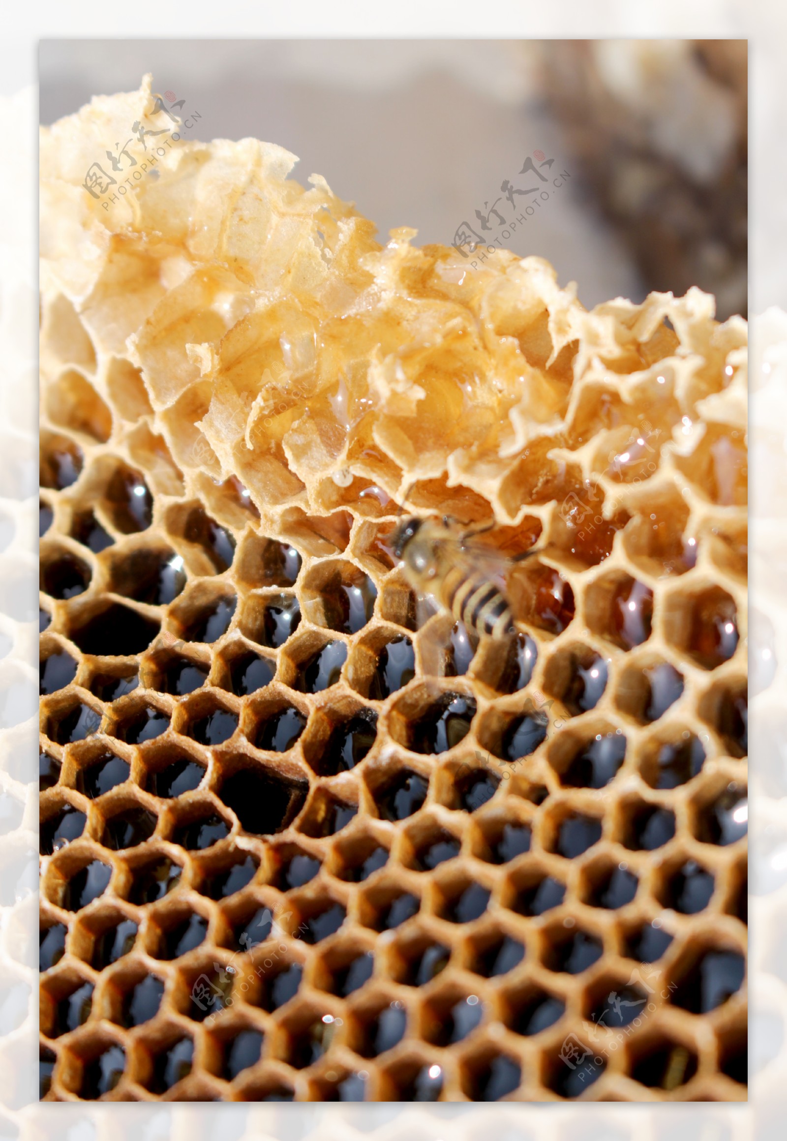 蜂蜜2