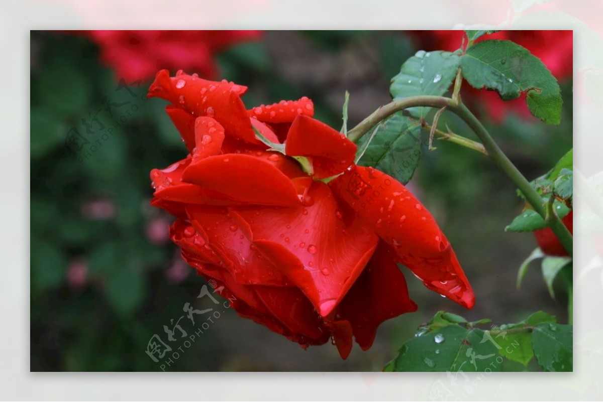 雨露月季花